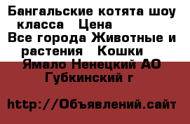 Бангальские котята шоу класса › Цена ­ 25 000 - Все города Животные и растения » Кошки   . Ямало-Ненецкий АО,Губкинский г.